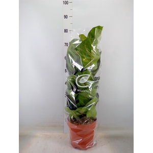 Ficus lyrata 'Bambino'