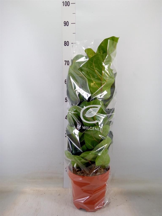 <h4>Ficus lyrata 'Bambino'</h4>