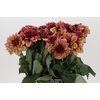 Dahlia Creme de Cognac