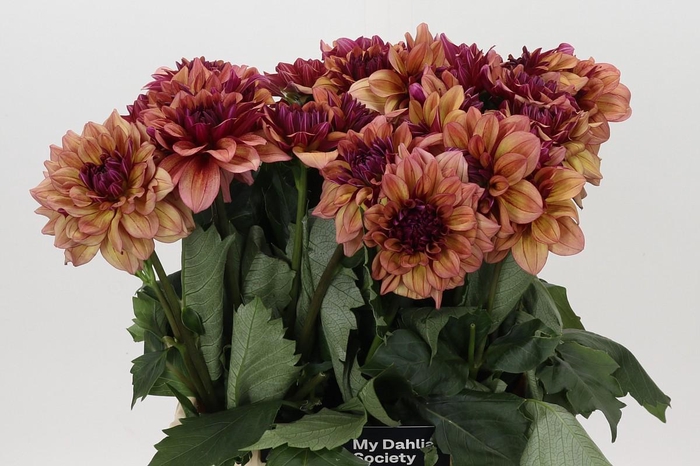 <h4>Dahlia Creme de Cognac</h4>