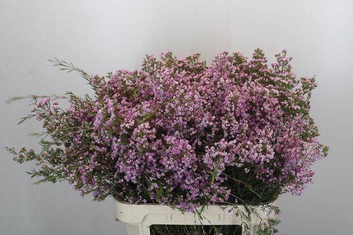 <h4>CHAME UN PIROUETTE</h4>