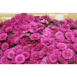 ASTER PRIMAVERA 050 CM