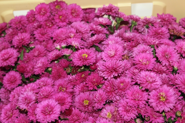 <h4>ASTER PRIMAVERA 050 CM</h4>