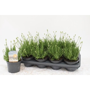 LAVAN AN AROMA WHITE