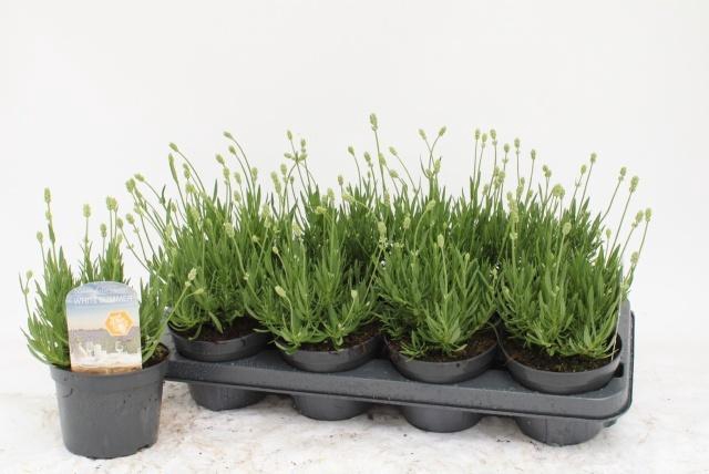 <h4>LAVAN AN AROMA WHITE</h4>