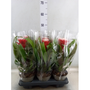Guzmania  'Hope'