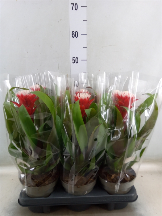 <h4>Guzmania  'Hope'</h4>
