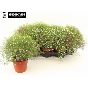 GYPS MURALIS GEM POT
