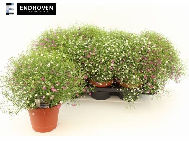 <h4>GYPS MURALIS GEM POT</h4>