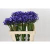 Agapanthus Uri