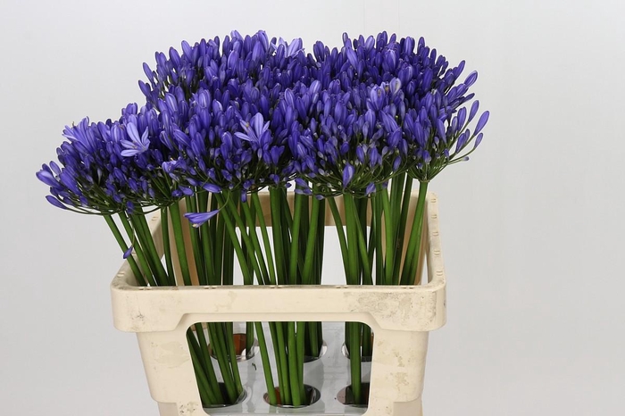<h4>Agapanthus Uri</h4>