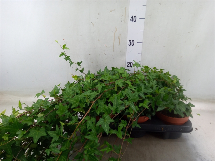 <h4>Hedera helix 'Shamrock'</h4>