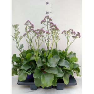 Limonium  'Salt Lake'