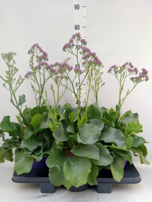 <h4>Limonium 'Salt Lake'</h4>