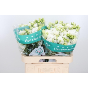 Eus G Alissa Pur Whi