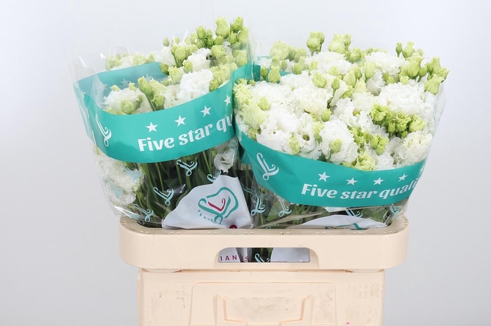 <h4>Eus G Alissa Pur Whi</h4>