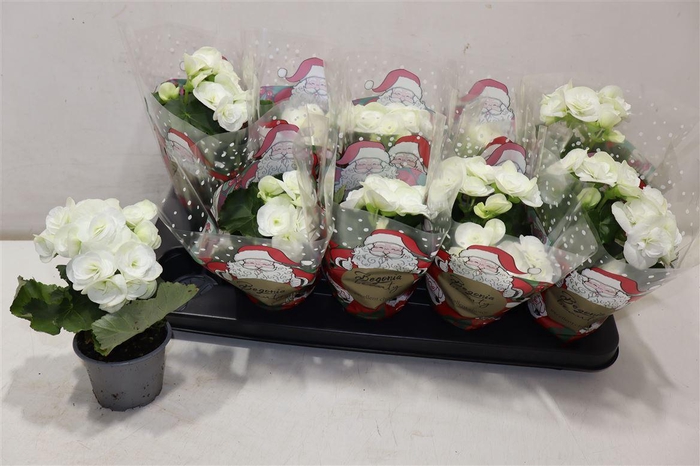 <h4>Beg Hl Clara</h4>