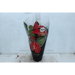 ANTHURIUM MICHIGAN P17 PREMIUM