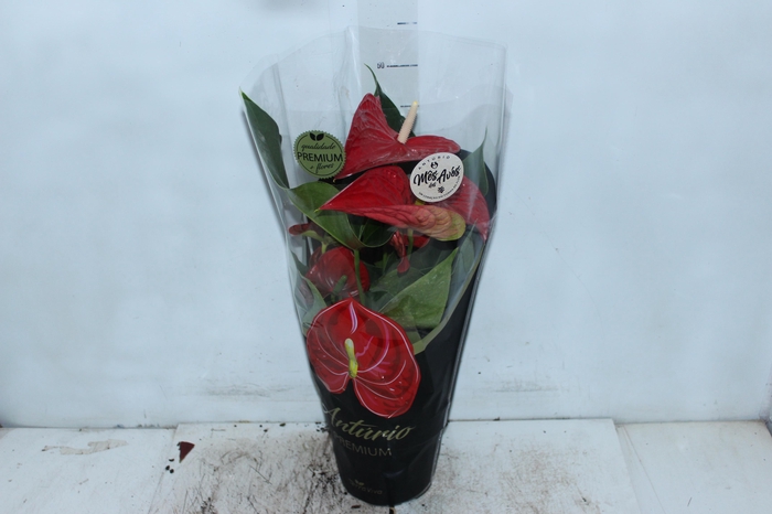 <h4>ANTHURIUM MICHIGAN P17 PREMIUM</h4>