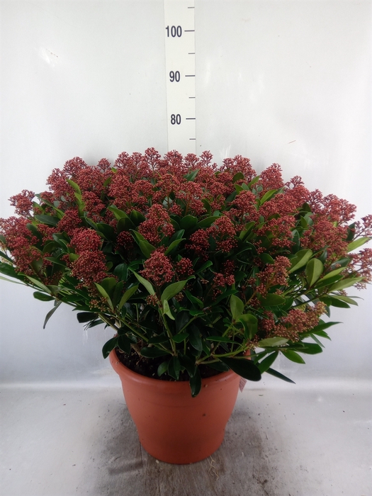 Skimmia jap. 'Rubella'