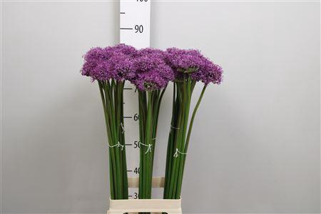 <h4>Allium Gladiator</h4>