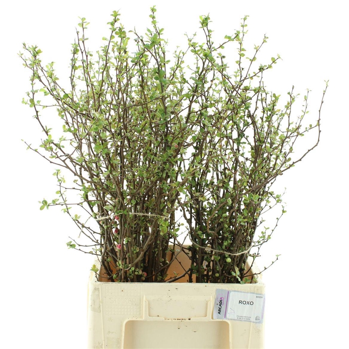 <h4>Chaenomeles Du Pink</h4>