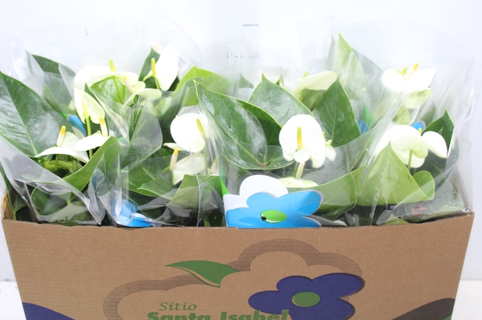 <h4>ANTH SIERRA WHITE P15</h4>