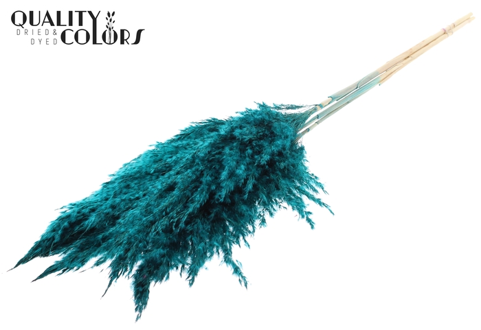<h4>Pampas Grass 100cm 5st/bunch Bleached Turquoise</h4>