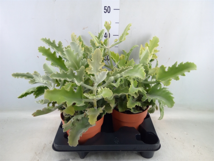 <h4>Kalanchoe NF beharensis</h4>