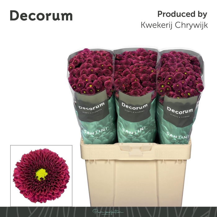 <h4>Chr. San 'Purpetta Red'</h4>