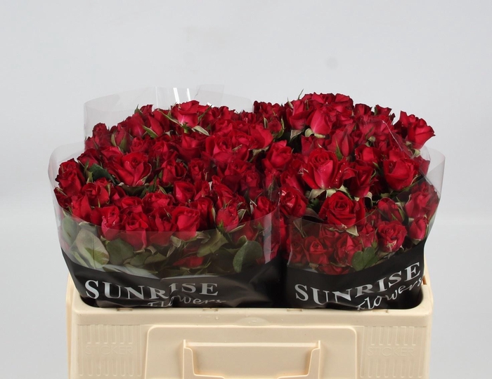 <h4>R TR DOMINICA</h4>