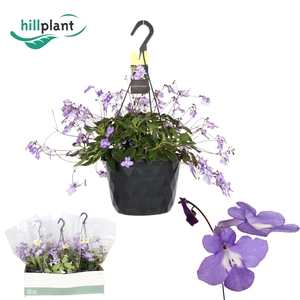 Streptocarpus saxorum