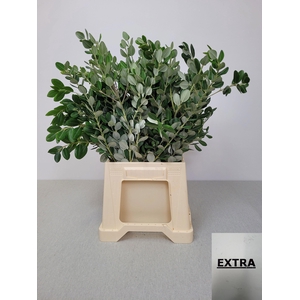 PITTOSPORUM PB RALPHII