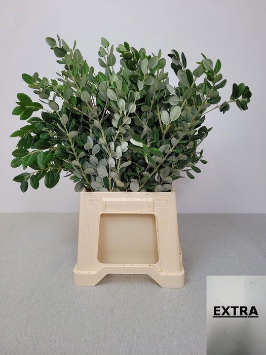 <h4>PITTOSPORUM PB RALPHII</h4>