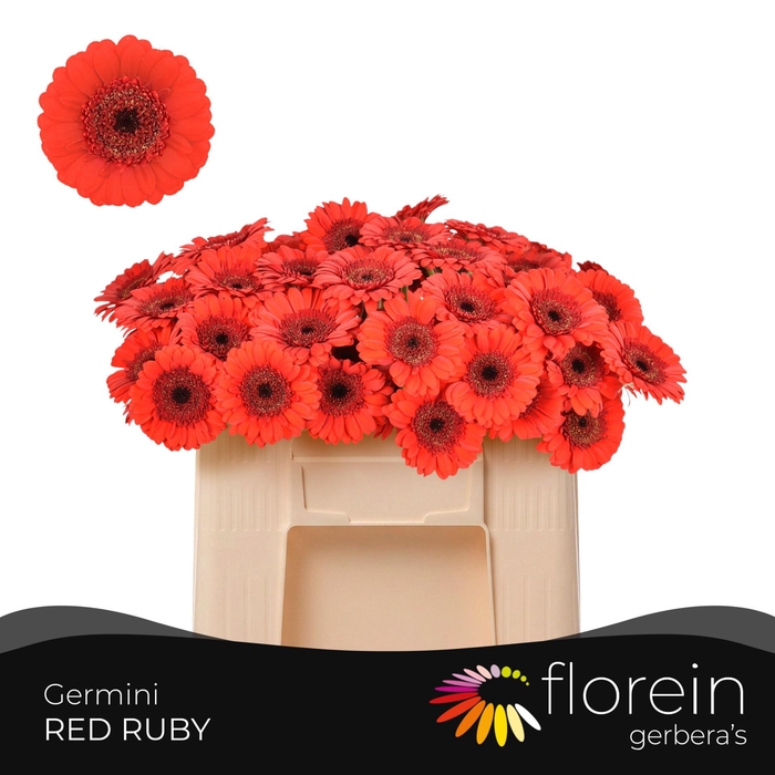<h4>GE MI RED RUBY</h4>
