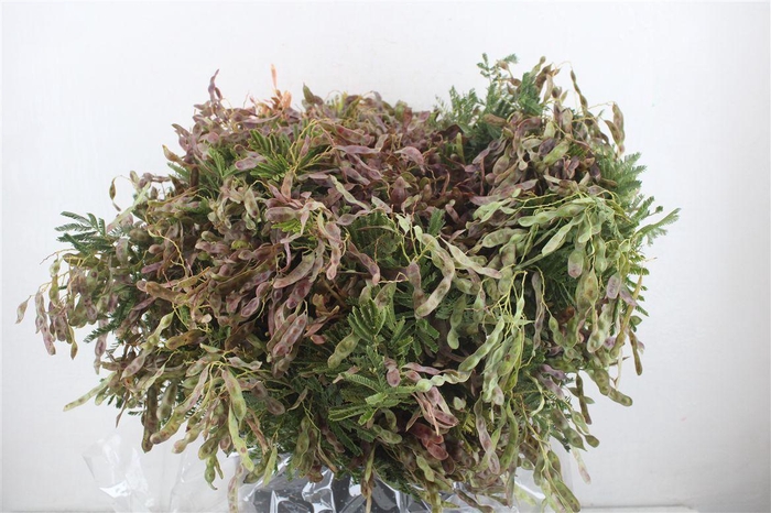 <h4>Mimosa Beans Red P Bunch</h4>