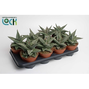 Gasteria Aveo