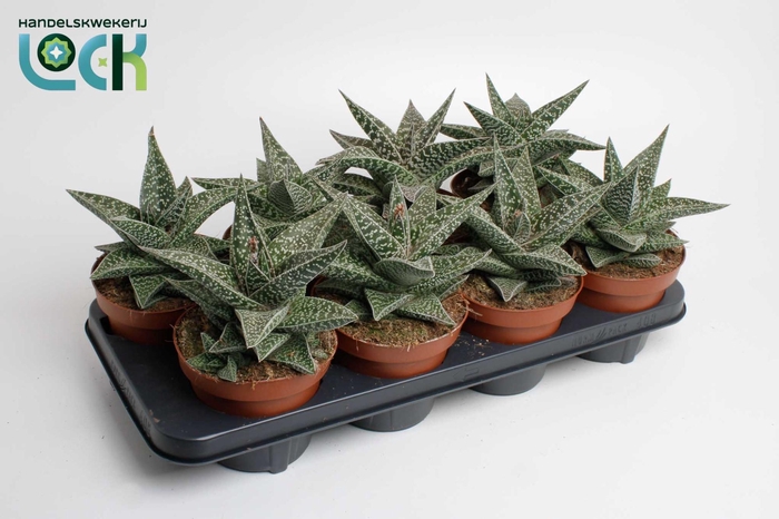 <h4>Gasteria Aveo</h4>