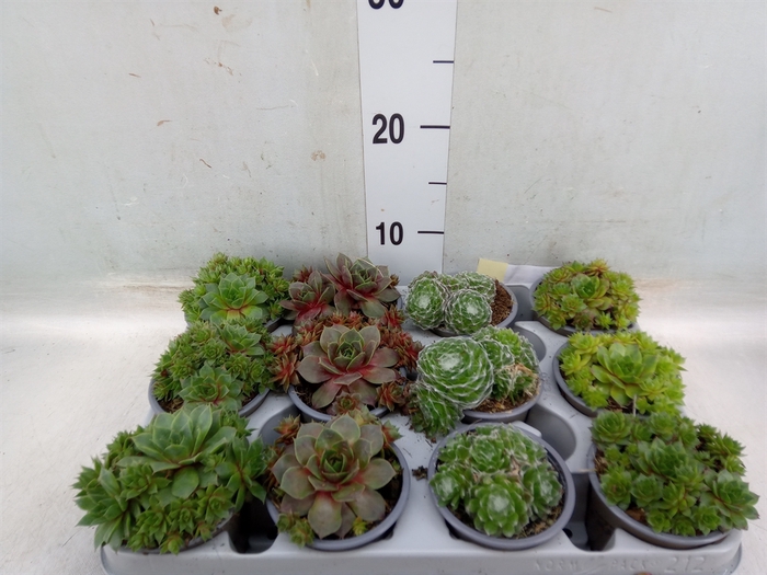 Sempervivum   ...mix