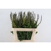 BAPTISIA AUSTRALIS YELLOW 080CM