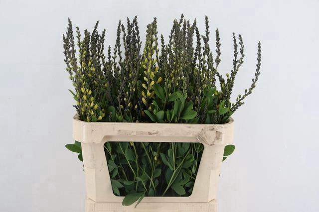 BAPTISIA AUSTRALIS YELLOW 080CM