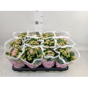 Kalanchoe blos. 'RosDon Alano'