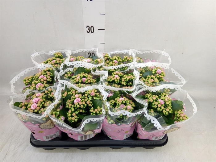 <h4>Kalanchoe blos. 'RosDon Alano'</h4>