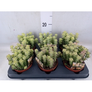 Crassula perforata