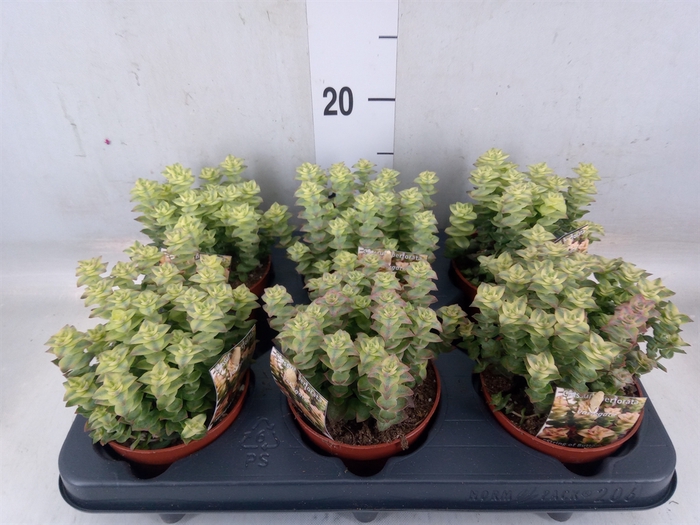 <h4>Crassula perforata</h4>