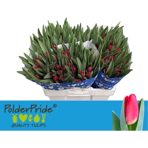 TU EN ANTARCTIC FIRE