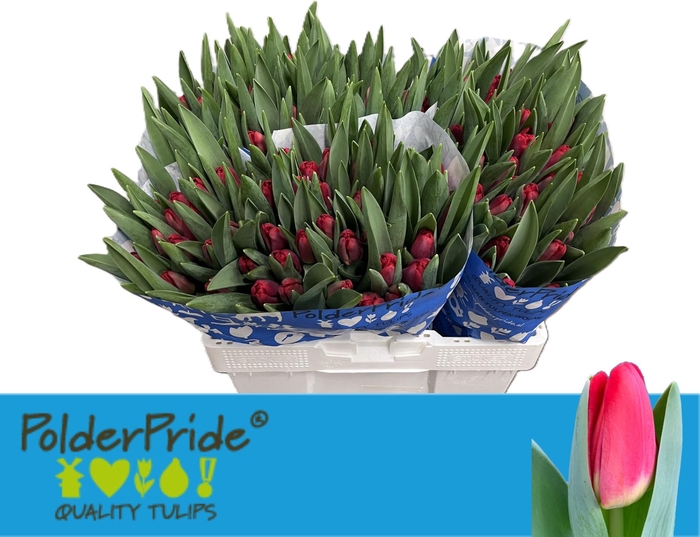 <h4>TU EN ANTARCTIC FIRE</h4>