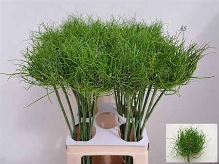 <h4>Allium Am Catweazle</h4>