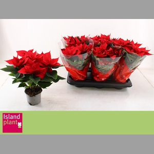 EUPHOR P CHR UNIVERS