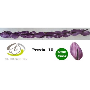 Anthurium andr. 'Previa'